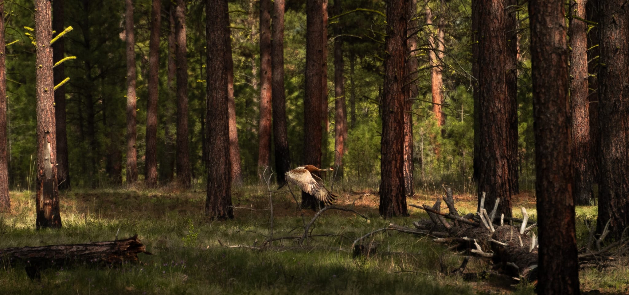 lumise-media-IMG-20250405-WA0002