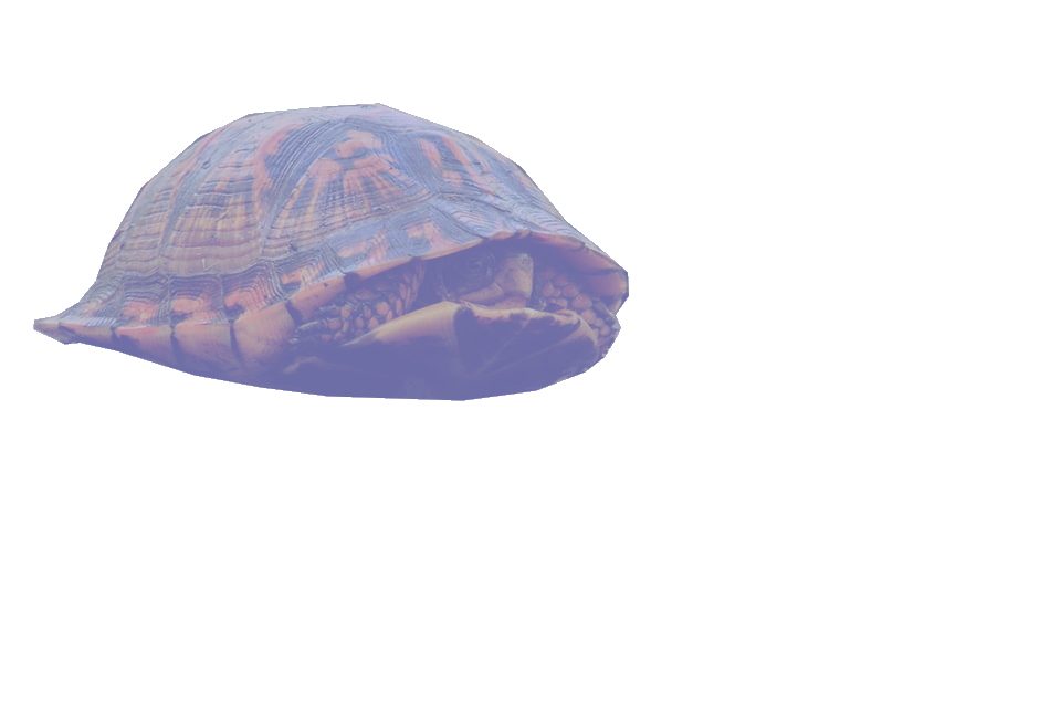 lumise-media-a-turtle-hiding-in-its-shell-620309569