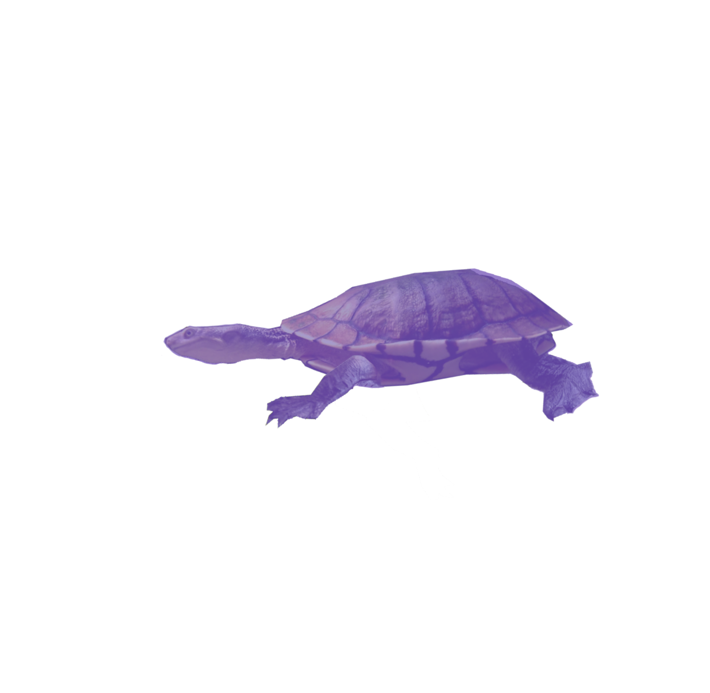 lumise-media-turtle-sprawl1