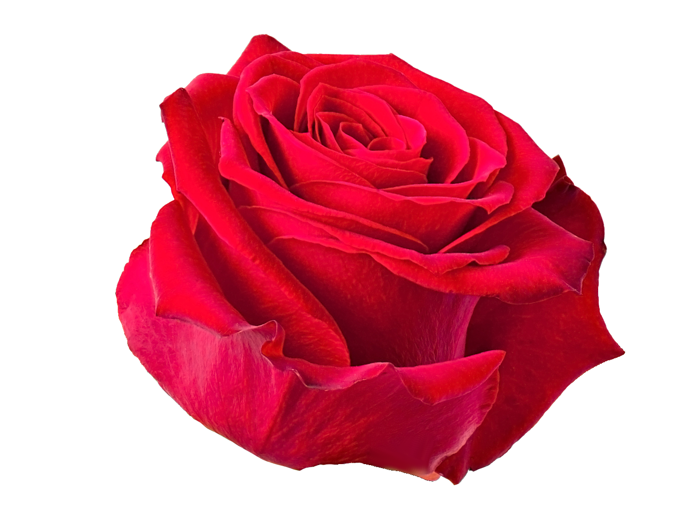 lumise-media-rose-iso