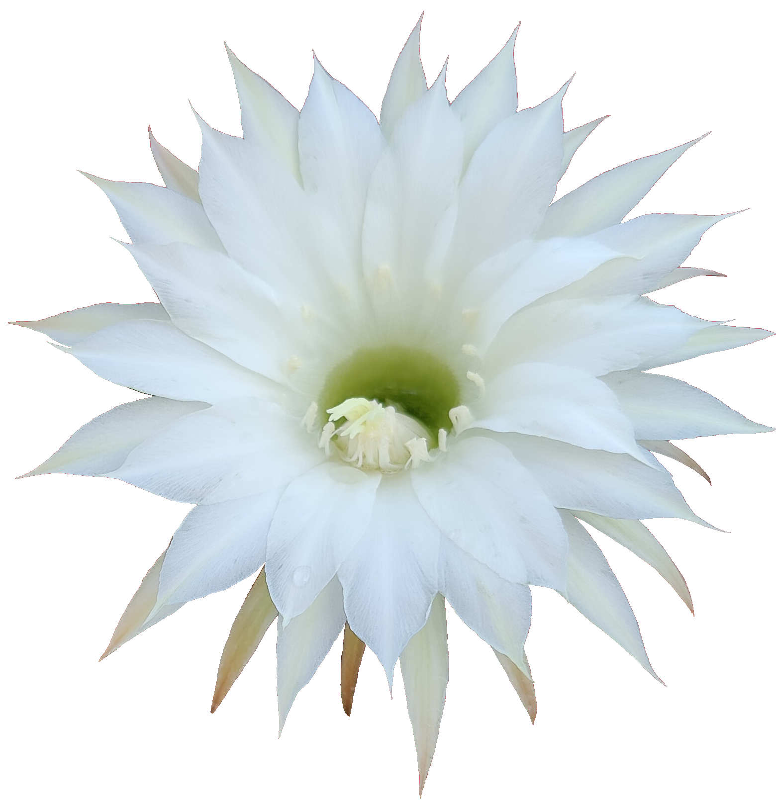 lumise-media-small-cactus-flower