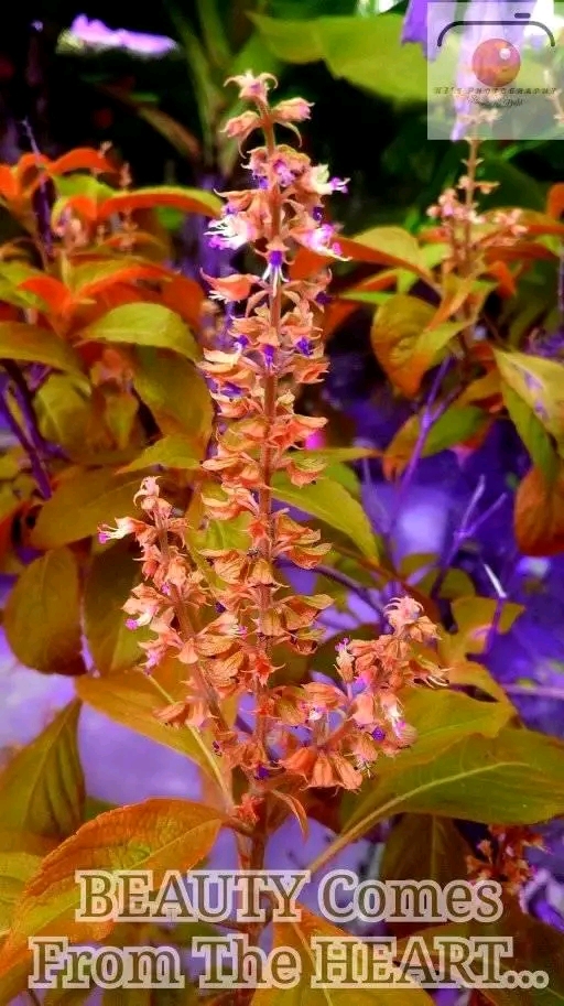 lumise-media-1748214927425