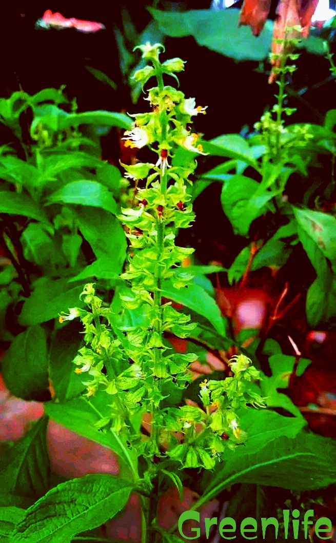 lumise-media-1748214931757_1